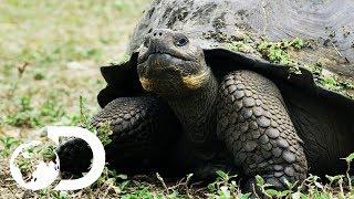 The Biggest Tortoise In the World  Big Pacific