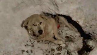 Dog Crying Motionless Laying In The Snow Hole Slowly Waiting To Di3
