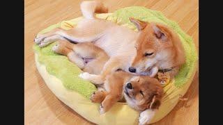 mom kisses her baby to sleep. Cuteness overload ️