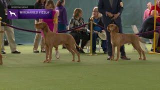 Wirehaired Vizslas  Breed Judging 2023