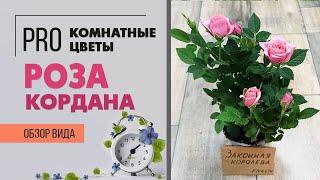 Комнатная роза сорт Кордана  -  обзор сорта и краткое руководство что делать с розой после покупки.