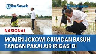 Momen Jokowi Jongkok di Pematang Sawah di Kalteng Cium dan Basuh Tangan Pakai Air Irigasi