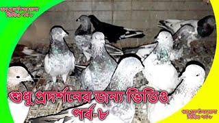 just for show video  শুধু প্রদর্শনের জন্য ভিডিও  pigeon videos  kobutor palon bangladesh  PART-8