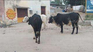 cow meetingfull cow meeting in group 