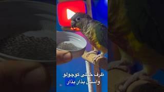 دانه چیا به طوطی ها ندین مگر اینطوری #پرورش_طوطی #طوطی_سانان #تغذیه_سالم