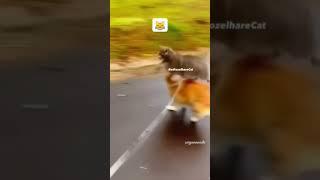 Deja vu  #cat #viral #cats #funny #dog #fyp #shorts #short