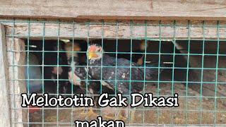 CARA MEMBERI MAKAN AYAM KAMPUNG HITAM