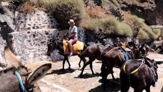 Santorini Greece - donkeys torture HD