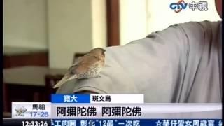 法鼓山養斑文鳥取名「寬大」，竟會念阿彌陀佛