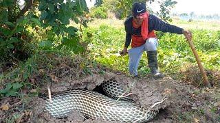 MALAKING COBRA SA POULTRY  JTG Kamandag