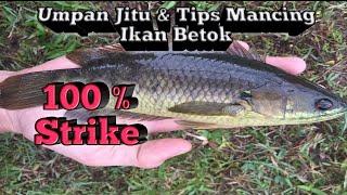 Tips mancing ikan betok  umpan dan teknik mancing ikan betok