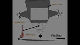 In vivo Micro-circulation Measurement in Skeletal Muscle by Intra-vital Microscopy