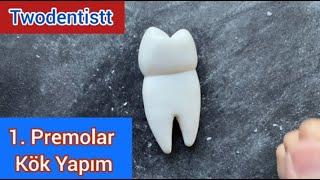 Sabundan Üst 1. Premolar Diş Yapımı 2 KÖK Bölümü  Maxillary First Premolar 