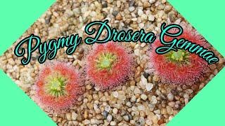 Planting 3 Types Of Pygmy Drosera Gemmae