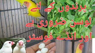 Loosan For Lovebirds  Benefits of Loosen  #Lovebirds #birds #breeding #Lovebirds Eggs Fostering