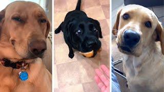 Best Compilation of Funny & Cute DOG Videos 