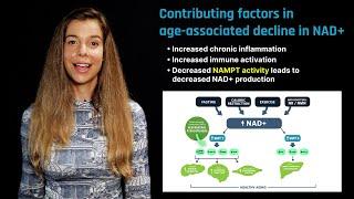 NAD+ in Aging Role of Nicotinamide Riboside and Nicotinamide Mononucleotide