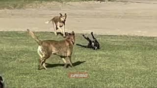 Goat falls over running with dogs