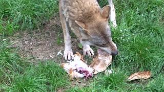 Wolves eating whole chicken Wölfe essen ganze Hühnchen