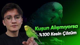 Muhabbet Kuşum Alışmıyor Ne Yapmalıyım ?