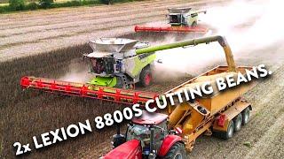 4Kᵁᴴᴰ Harvest 2024 Two of Thurlow Estates Claas Lexion 8800 combines harvesting beans in Suffolk