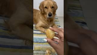 Simba ki favourite pani puri #viral #shorts #youtubeshorts #trending