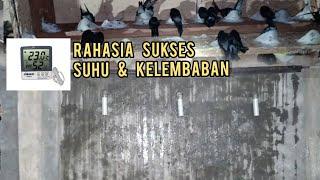 RAHASIA SUKSES  SUHU DAN KELEMBABAN IDEAL DI RUMAH BURUNG WALET RBW