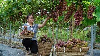 Harvesting the grape garden to sell Husband comes home to take care of & cook for Linhs