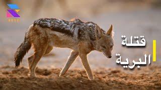 The most deadly animals in Africa Episode 6 Wild Killers full HD