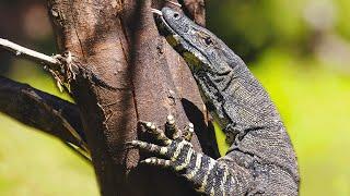 Monitor Lizard The Most Intelligent Lizard In The World  WILD ASIA  Real Wild