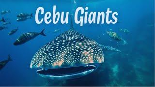 Cebus Whale Sharks & Historical Facts The Philippines Experience 