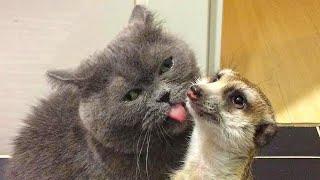 Rescued meerkat FELL IN LOVE   with a cat and now they are inseparable