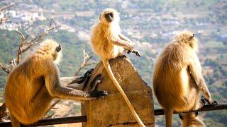 लंगूर बंदर के वीडियो  Langoor Monkeys Video  Langur Monkey Video  Langoor Bandar Video