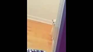 Creepy cat