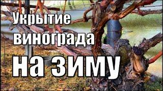 Укрытие винограда на зиму. Виноградник Вадима Точилина  Укрытие винограда