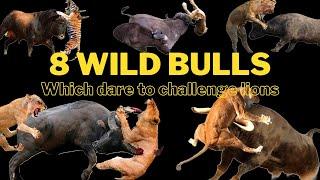 8 Powerful Wild Bulls That Dare to Challenge Lions or tigers
