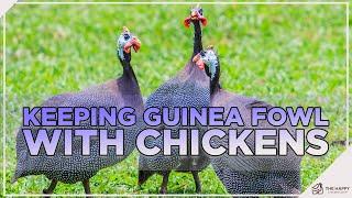 Keeping Guinea Fowl with Chickens 9 Things You Must Know