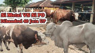 SAPI PO VS SAPI METAL‼️Harga Terbaru Sapi Jumbo di Pasar Siyonoharjo Gunungkidul ‼️@dunialembu