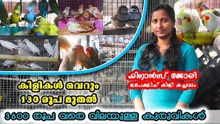 മറ്റാരും  തരില്ല ഇത്രയും വിലക്കുറവിൽ  Exotic Birds and Pets at Wholesale Price