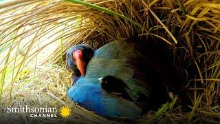 A Rare Pair of Chicks for the Exotic and Endangered Takahe  Into The Wild New Zealand  Smithsonian