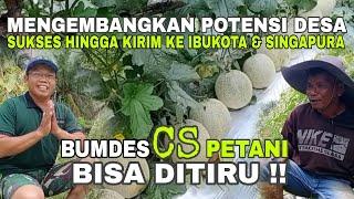 Sukses Usaha Budidaya Melon Program Kemitraan Bumdes