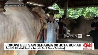 Jokowi Beli Sapi Lamongan Seharga 90 Juta Rupiah