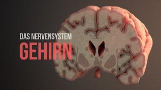 Nervensystem Teil 2 - Aufbau und Funktionsweise des Gehirns Animation