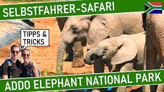 ADDO ELEPHANT NATIONAL PARK  SELBSTFAHRER-SAFARI in Südafrika  Safari Addo Elefanten Nationalpark
