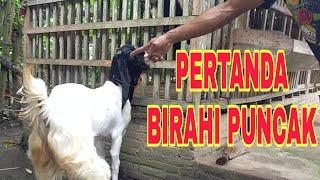 JACK CMF PERTANDA BIRAHI PUNCAK PADA KAMBING BETINA