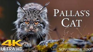 Pallass cat in Novosibirsk zoo 4K UHD _  Extraordinary Animals With Unusual Stories  Our World