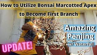 How to Utilize Bonsai Marcotted Apex to Become First Branch  Amazing Penjing with Waterfall Update