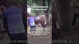 Es posible que hayas oído hablar del #cocainebear pero ¿qué hay del Cocaine Horse? 