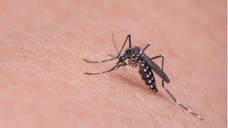 А ви знали це про комарів?