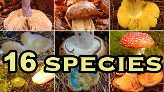 16 wild mushrooms found in a day